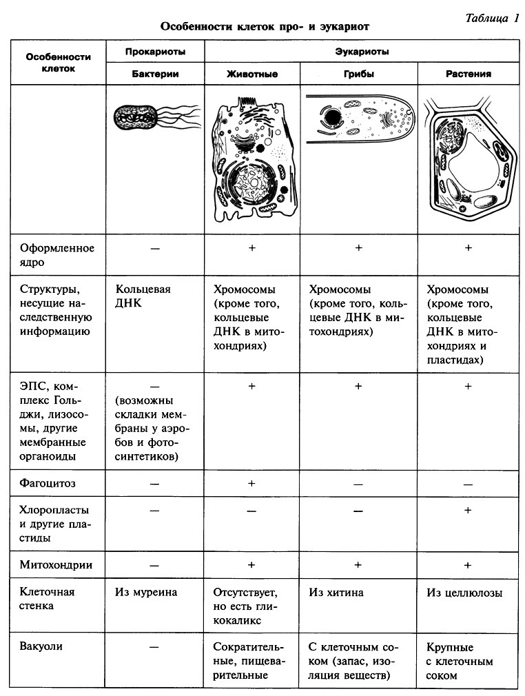 Клетка растения таблица. Функции органоидов грибной клетки таблица. Органоиды бактерий животных растений клетки таблица. Строение растительной животной и грибной клетки таблица. Органоиды клетки бактерии грибы растения животные таблица.